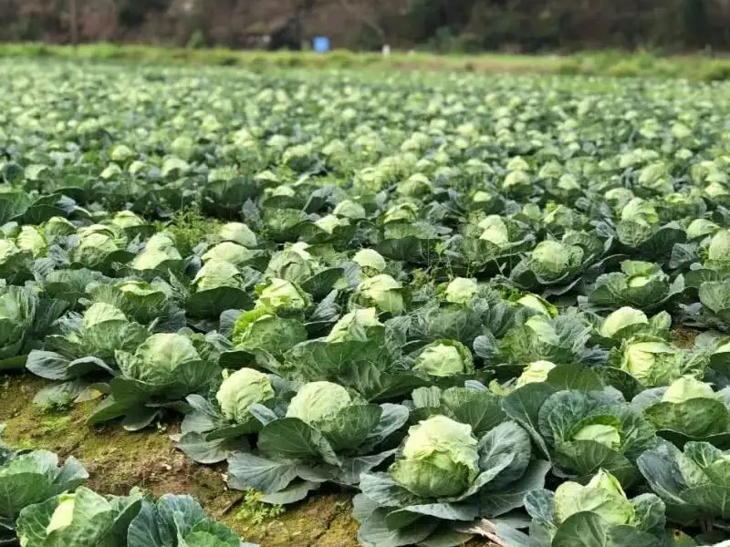 種植基地